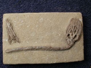 Crawfordsville Crinoid Fossil Fossils Museum Mississippian Trilobite