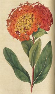 CD Curtis Floral Art Illustrations eBook Botanical Magazines Plants