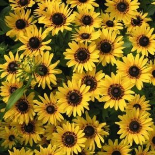 Denver Daisy Rudbeckia 30 Seeds Charming Yellow Blooms