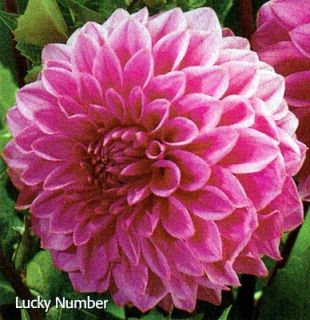 Lucky Number Decorative Dahlia 2 Tubers Velvety Pink