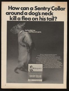 1967 Standing Dachshund Sergeants Dog Collar Photo Ad