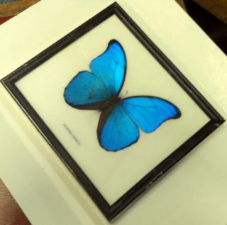 FRAMED REAL BEAUTIFUL MORPHO DIDIUS BUTTERFLY DISPLAY INSECT