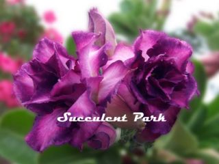 Adenium Obesum Desert Rose Purple Rain Plant