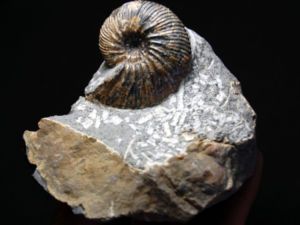 75 Fossil Ammonite Deshayesites Deshayesi Russia  A