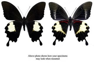 Papilio Diophantus Unmounted Butterfly