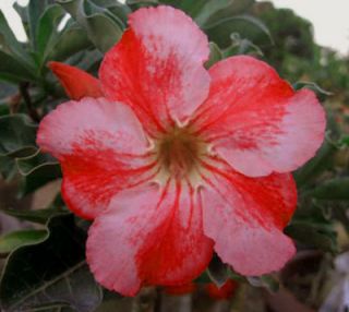Adenium Obesum Desert Rose Singsran 50 Seeds Fresh RARE