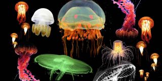 Custom Jellyfish Aquarium Fishtank Background