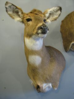 DOE Whitetail deer NEW Taxidermy shoulder mount