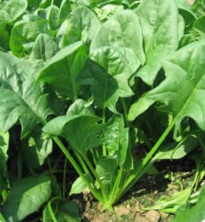 Spinach Viroflay Fast Grower 270 seeds+200 Dill Bouqet Seeds