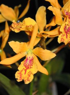 Epicattleya (Epi) Don Herman Spots Blooming Sized Hybrid orchid