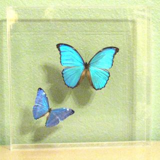 New A1 Framed Real Morpho Menelaus Adonis Butterflies