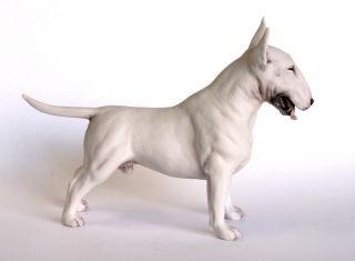 English Bull Terrier White stood sml chapman*