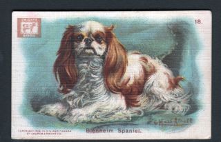 DOG King Charles Spaniel, Rare Antique Trading Card with Breed