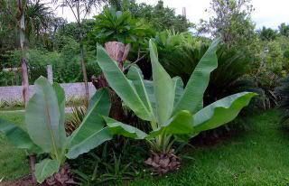 10 Dwarf Banana Flower Seeds Ensete Superba Roxb