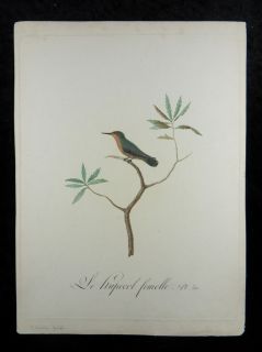 Hummingbird Bird Color Engraving Audebert Viellot 1802 E60