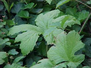 100 Goldenseal Planting Root Stock Medicinal Wild Herb
