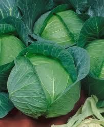 Cabbage Late Flat Dutch Giant Heads Non GMO Heirloom 100 Vegetable