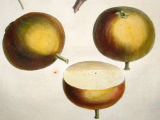 Duhamel Du Monceau 1768 H Col Fruit Print Bergamotte DAutomne Pear 21