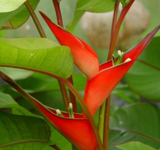 this auction is for one plant of dwarf jamaican heliconia