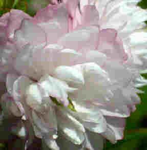  Dwarf Flowering Double Pink Almond Shrub