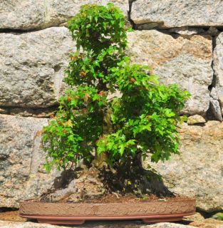  Maple Acer Buergeranum Bonsai Tree Eagleville Bonsai Japanese
