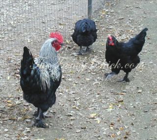 this auction is for 6 birchen marans hatching eggs however