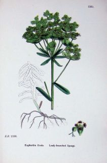 Botany Plants c1902 Leafy Branched Spurge Euphorbia