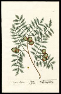 1757 Elizabeth Blackwell Hand Color Copper Plate Botanical Service