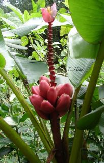 Velvet Pink Banana 30 Seeds Musa Velutina Cold Hardy