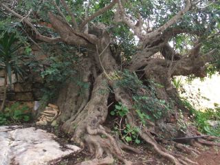  Siliqua Carob Tree Biblical Edible Seeds Bonsai Potential
