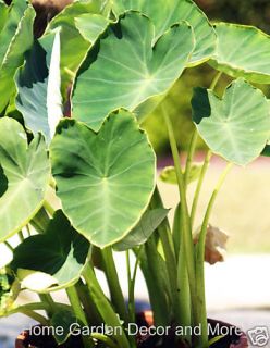 15 Green Taro Elephant Ear Water Lily Bulbs Pond Plant