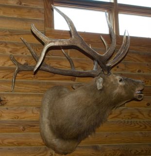  6 x7 350 Rocky Mountain Elk