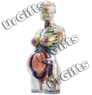 4D Human Anatomy Model Transparent Pregnancy Female Torso