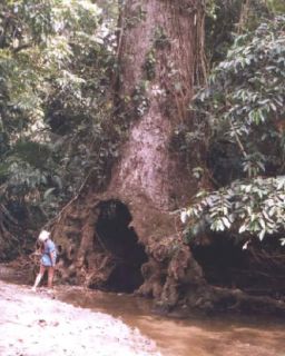 MIJAO~ WILD CASHEW TREE Anacardium Excelsum RARE Rainforest Plant