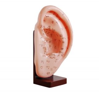 Lifesize Human Anatomy Ear Acupuncture Mannequin w Base