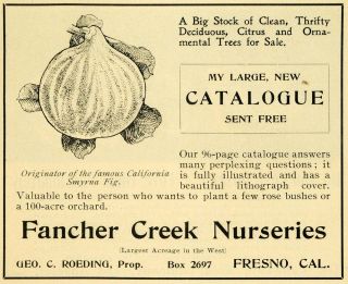 1901 Ad Fancher Creek Nurseries Figs Fresno California   ORIGINAL