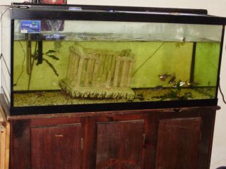 75 Gallon Fish Tank Aquarium w Stand and Lid Only