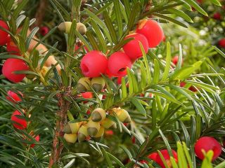 English Yew Taxus Baccata Tree Seeds Evergreen Topiary