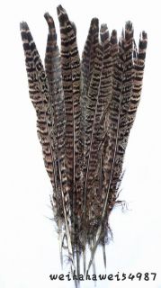 Natural Color Pheasant Tail Feathers 20 25cm JJW 10pcs WEI206