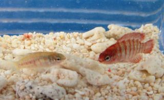 Pair Scarlet Badis for Live Freshwater Aquarium Fish