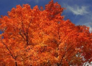 20 Red Flame Tartarian Maple Tree Acer Seeds Comb SH