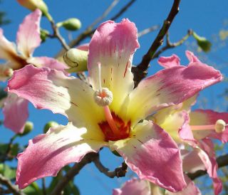 Chorisia Speciosa Exotic Flowering Tree Silk Floss Bottle Baobab Seed