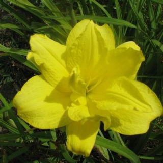  Henrietta Yellow DAYLILY DF Live Plants Perennial Flowers
