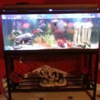 55 Gallon Fish Tank with Lots of EXTRAS and Fish