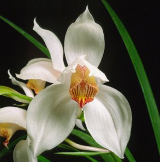  Erythrostyllum x Self Species Orchid Glistening White Sepals