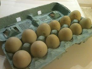Mallard Duck Fertile Hatching Eggs