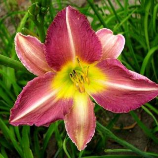 Chicago Mist Lavender DAYLILY DF Live Plants Perennial Flowers