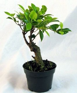   Bonsai Starter Plant Great Indoor Bonsai Ficus Retusa 4 Pot