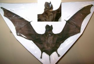Taxidermy Real Otomops Formosus Dried Bat