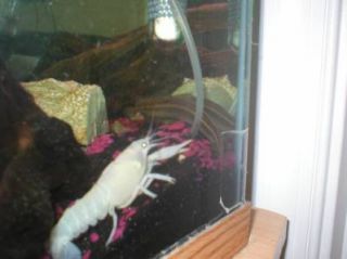 Live Pure White Crayfish Crawfish Fish Crawdad Tank
